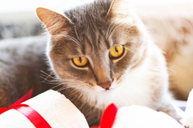 Küçük kedi tuvalet kağıdı rulosuyla oynuyor. Covid19 konsepti. Karantina konsepti