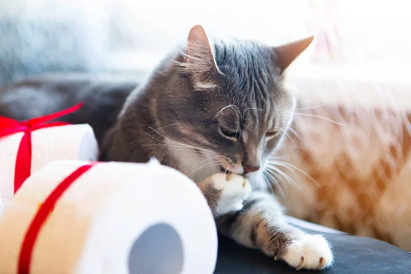 Little cat playing with toilet paper roll. Covid19 concept. Quarantine concept