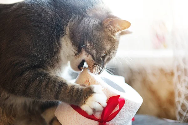 Küçük kedi tuvalet kağıdı rulosuyla oynuyor. Covid19 konsepti. Karantina konsepti