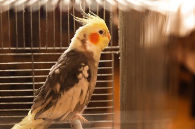 Kafesteki papağan corella 'sının portresi