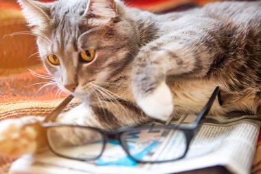 Gazete ve gözlüklü gri kedi yatakta yatıyor.