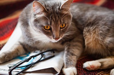 Gazete ve gözlüklü gri kedi yatakta yatıyor.