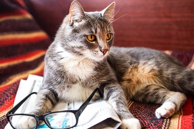 Gazete ve gözlüklü gri kedi yatakta yatıyor.
