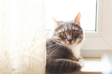 Gri kedi pencere eşiğinde oturuyor.