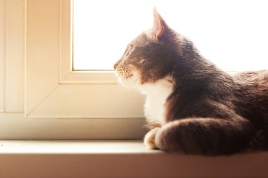 Genç gri kedi pencereden dışarı bakıyor. Ev konseptinde kal