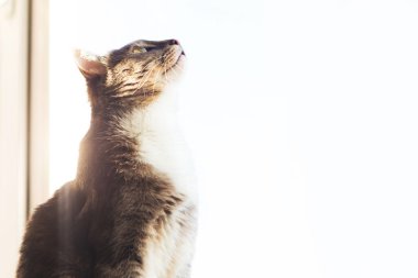 Genç gri kedi pencere eşiğinde oturur ve pencereden dışarı bakar. Metin için alanı kopyala