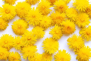 Bahar doğası. Beyaz arka planda güzel, parlak sarı karahindibalar üst tarafta yatıyordu. Bahar konsepti, çiçek kompozisyonu. Çiçek deseni. 