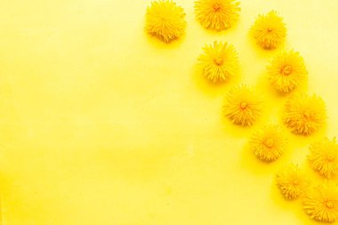 Sarı arka planda parlak sarı karahindiba deseni. Yaz konsepti. Metin için alanı kopyala