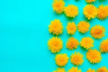 Yeşil arka planda parlak sarı karahindiba deseni. Yaz konsepti. Metin için alanı kopyala