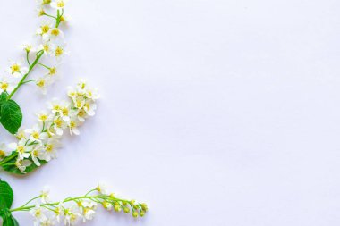 İlkbahar konsepti. Beyaz arka planda çiçek açan dallar. Metin için alanı kopyala