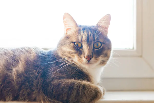 Schöne Graue Katze Ruht Sich Auf Der Fensterbank Aus — Stockfoto