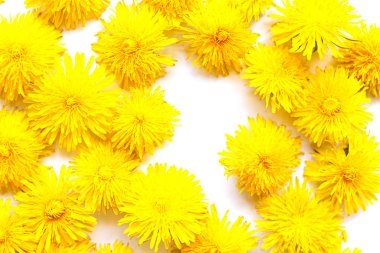 Bahar doğası. Sarı arka planda güzel, parlak sarı karahindibalar üst tarafta yatıyordu. Bahar konsepti, çiçek kompozisyonu. Çiçek deseni. Metin için alanı kopyala