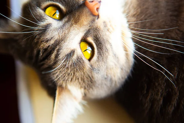 노란색 고양이의 클로즈업 — 스톡 사진