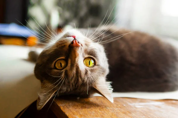 Retrato Gato Gris Joven Con Ojos Amarillos Brillantes —  Fotos de Stock