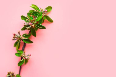 Pastel pembe arka planda çiçek açan bahar dalı. Metin için alanı kopyala. Ekoloji kavramı