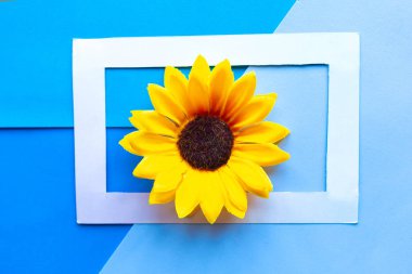 Geometrik mavi arkaplanda parlak sarı ayçiçeği. Asgari konsept