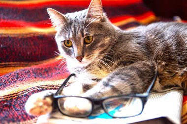 Gazete ve gözlüklü gri kedi yatakta yatıyor.