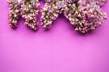 Mor arka planda çiçek açan leylak çerçeve. Metin için alanı kopyala. Pankart