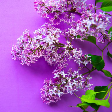 Mor arka planda açan leylak rengi dal. 