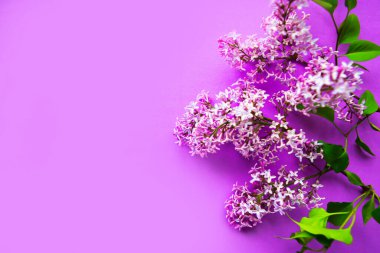 Mor arka planda leylak açan bir dal. Metin için alanı kopyala. Pankart