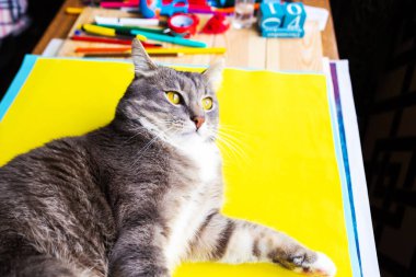 Genç gri kedi masada yatıyor.