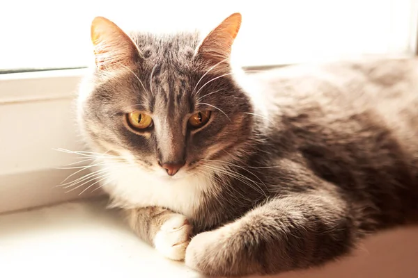 Bellissimo Gatto Grigio Siede Sul Davanzale Della Finestra — Foto Stock