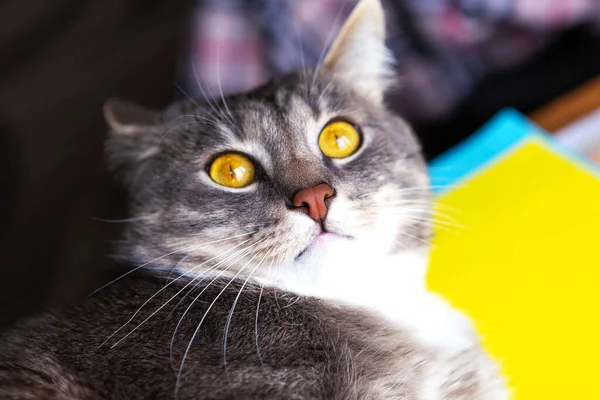 Πορτρέτο Του Νεαρού Όμορφη Γκρι Γάτα Φωτεινά Κίτρινα Μάτια Closeup — Φωτογραφία Αρχείου