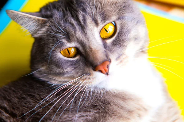 Portrét Mladé Krásné Šedé Kočky Jasně Žlutýma Očima Detailní Záběr — Stock fotografie
