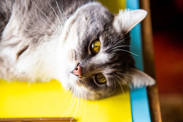 Retrato Gato Gris Hermoso Joven Con Ojos Amarillos Brillantes Primer —  Fotos de Stock