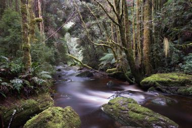 Tasmania'deki / daki Nelson şelale