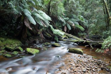 Tasmania'deki / daki Nelson şelale