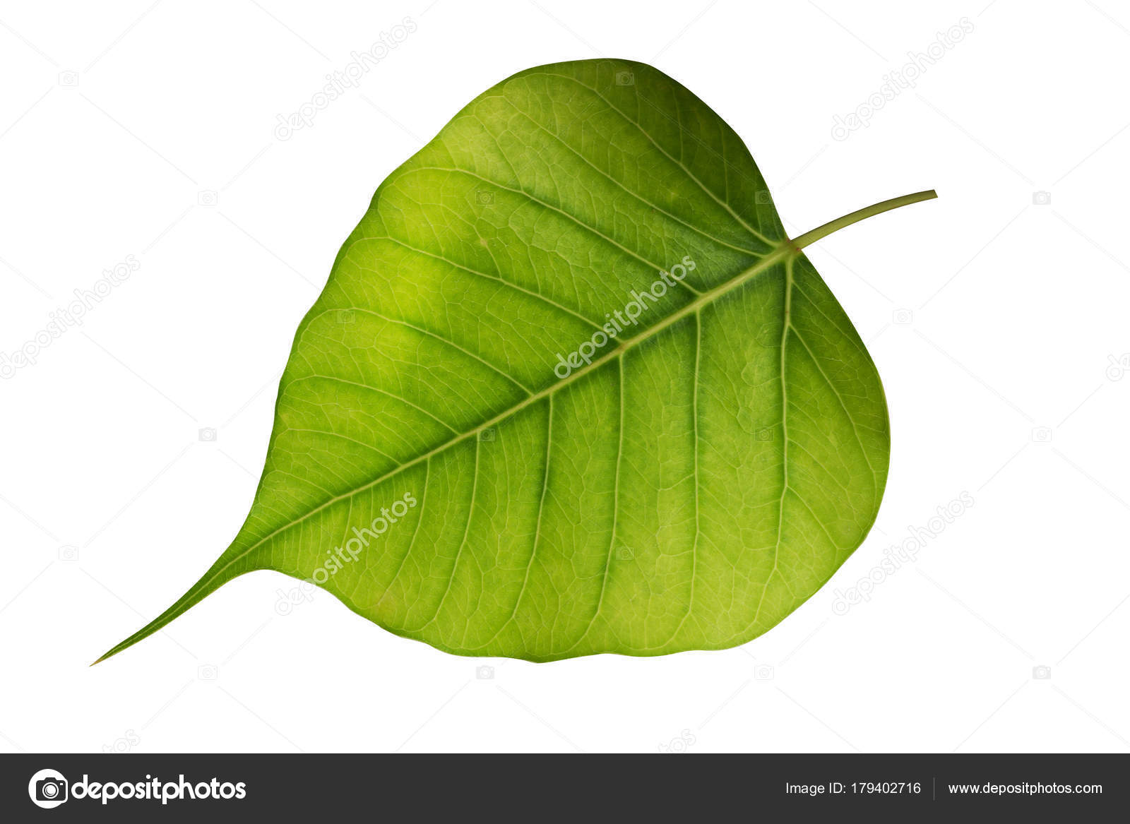 282 Ficus Religiosa Stock Photos Free Royalty Free Ficus Religiosa Images Depositphotos