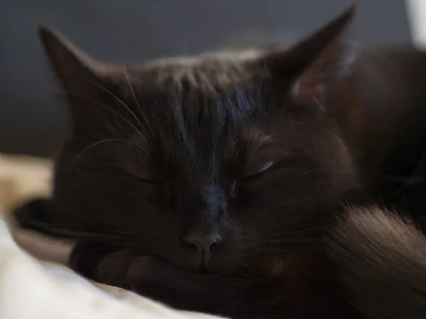 Fekete Macska Egy Fekete Háttér Val Élénk Sárga Szemek — Stock Fotó