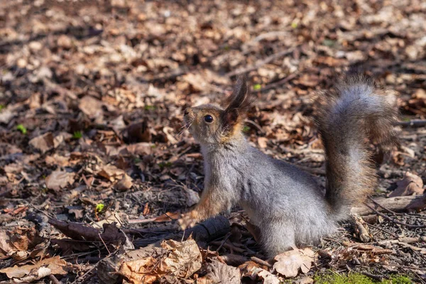 Eichhörnchen Herbst Waldpark Eichhörnchen Mit Nüssen Herbstlaub — Stockfoto