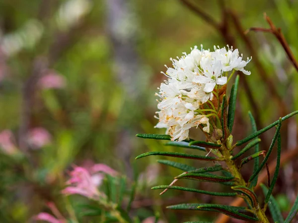 Closeup of Ledum of the Bolotnaya on a green blurred background