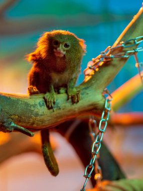 Hayvanat bahçesindeki ağaçtaki küçük maymun. Pigme marmoset.