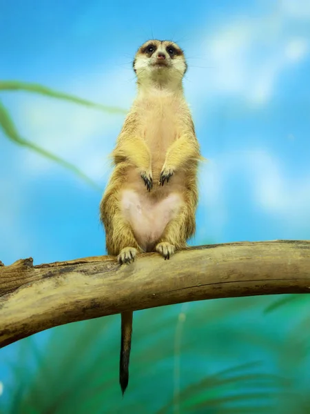 Meerkat Suricata Suricatta 'nın portresi, Afrikalı yerli hayvan, firavun faresi ailesine ait küçük etobur.