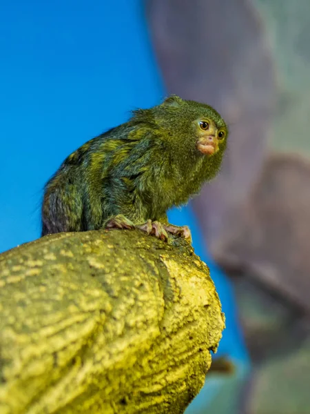 Liten Apa Ett Träd Zoo Pygmémarmoset — Stockfoto