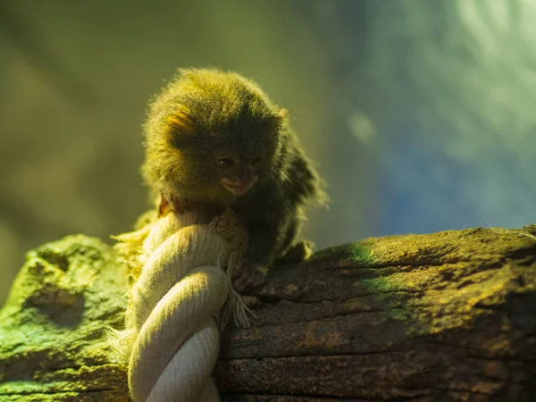 Liten Apa Ett Träd Zoo Pygmémarmoset — Stockfoto