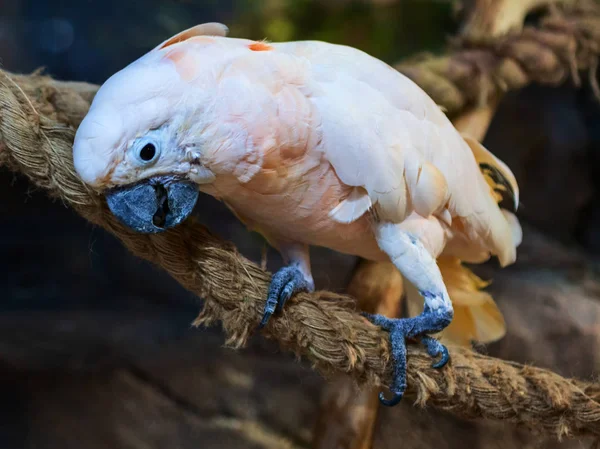 Portrait Beautiful Cockatoo Parrot Standing Rope Zoo — Stock Photo, Image