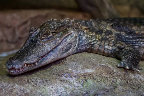 Маленький Крокодил Лежит Камне Зоопарке — стоковое фото