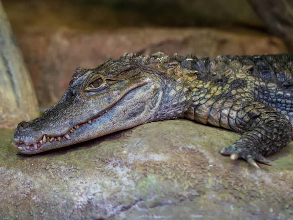 Маленький Крокодил Лежит Камне Зоопарке — стоковое фото