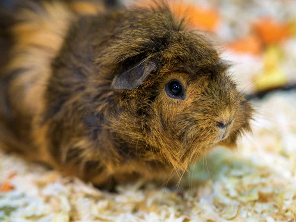 Gyönyörű Aranyos Tengerimalac Közel Elmosódott Háttér — Stock Fotó