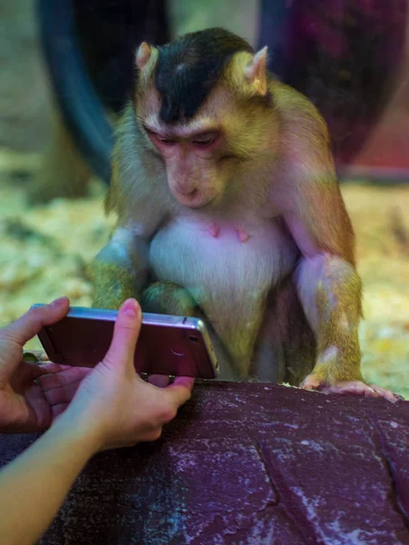 Macaco Zoológico Está Olhar Para Telefone — Fotografia de Stock