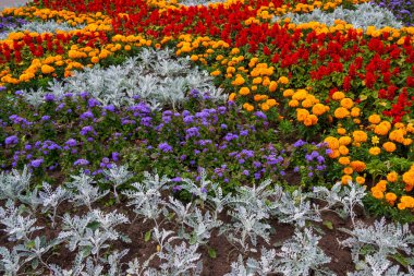 Parkta renkli çiçekleri olan çiçek yatakları.