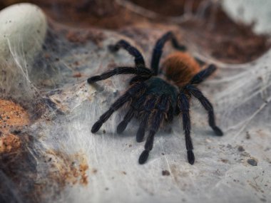 Yeşil Şişe Mavi Tarantula Örümcek. Kromatopelma siyaneopubescens. İnternette tarantula örümceği. Cadılar Bayramı için arkaplan.