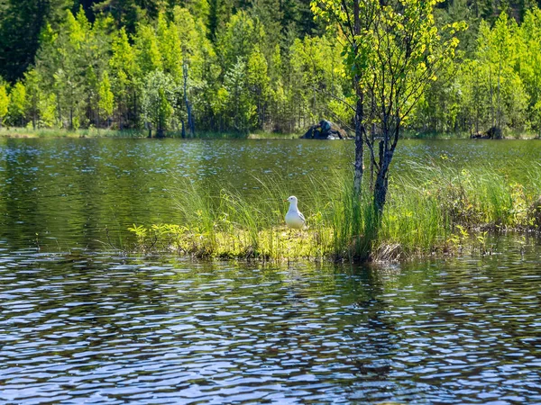 Gaviota Blanca Una Isla Lago Nido — Foto de Stock