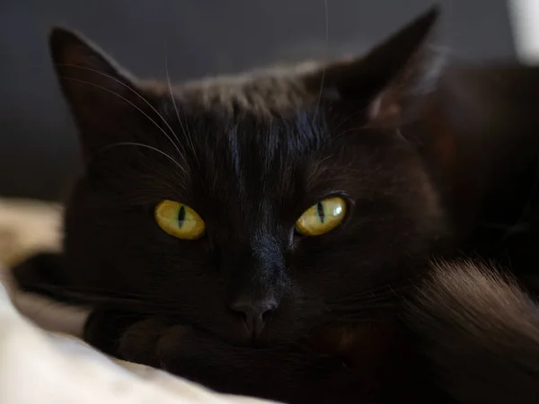 Black Cat Black Background Bright Yellow Eyes — Stock Photo, Image