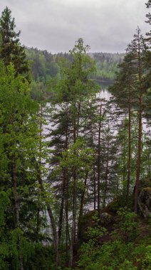 Orman gölü kıyı manzara . Yaz orman göl kıyı panoraması. Orman gölü kıyı görünümü