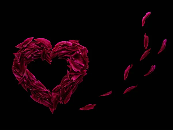 Herz Aus Roten Und Dunkelrosa Blütenblättern Von Pfingstrosen Valentinstag — Stockfoto